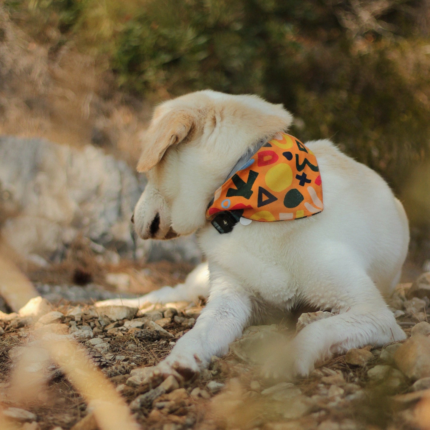 Pattern Bandana