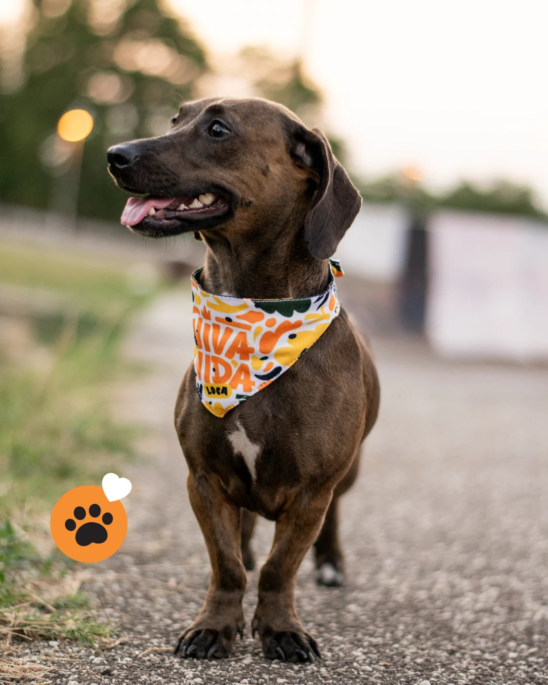 Viva La vida Loca Bandana