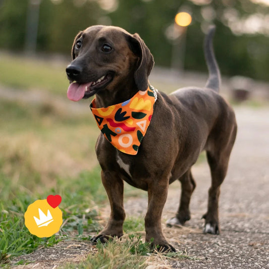 Pattern Bandana